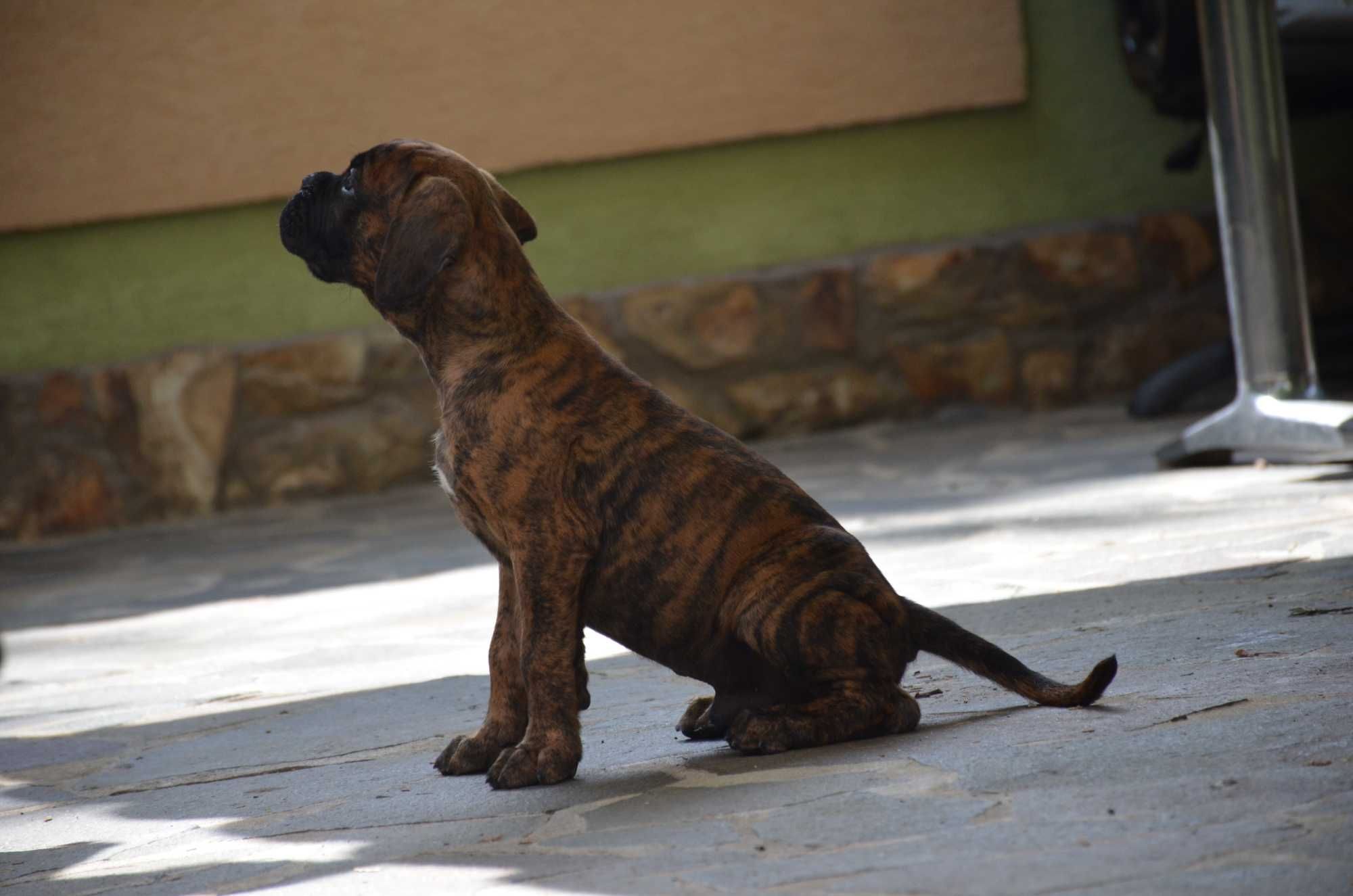Boxer     German
