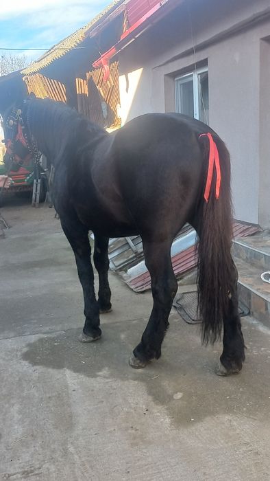 Cârlan semigreu negru