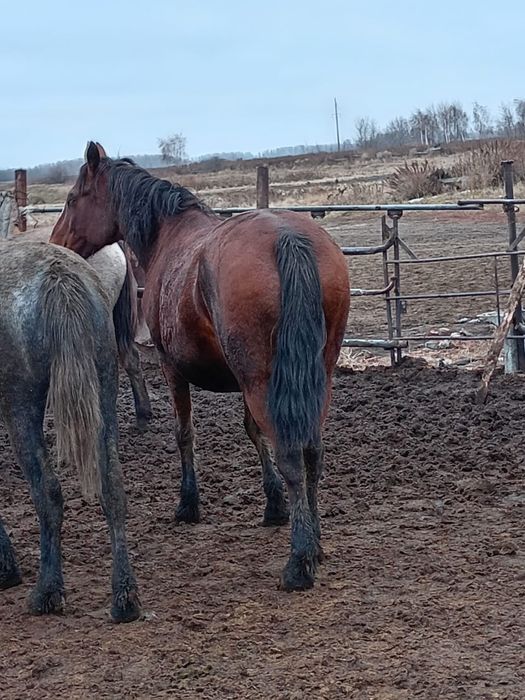 Продам кобылу яловую 7 лет