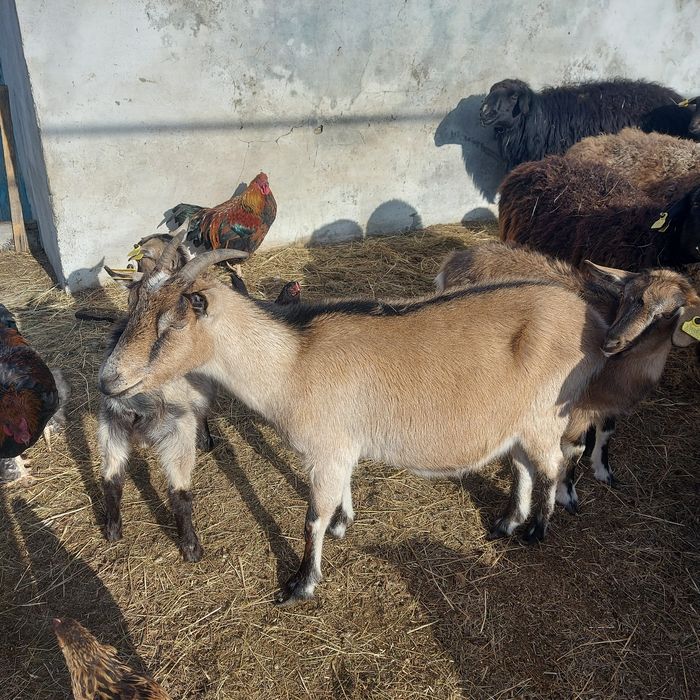 Сүтті буаз ешкі сатылады.