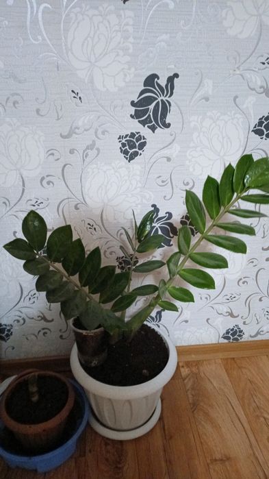 Продам Замиулькас