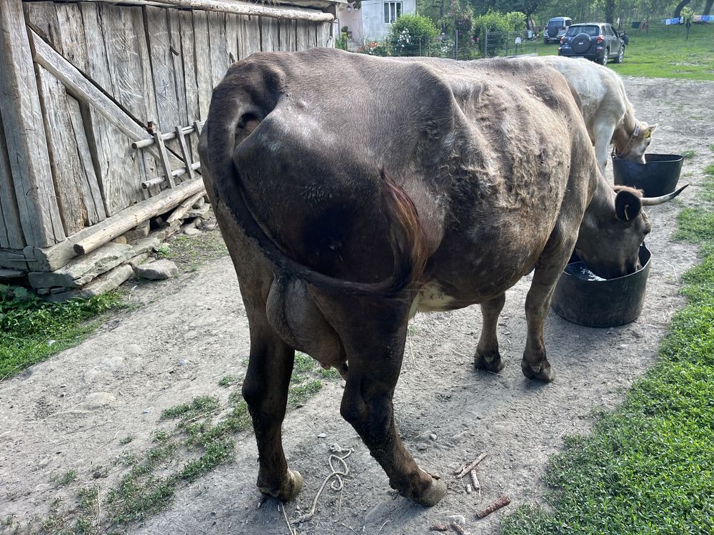 Vaca de cinci ani de vanzare