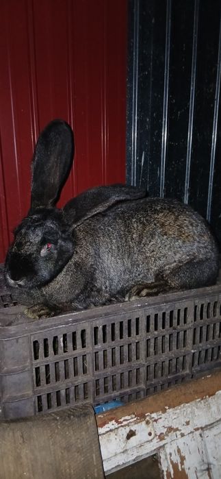 Vand   uriași german mascul si femela