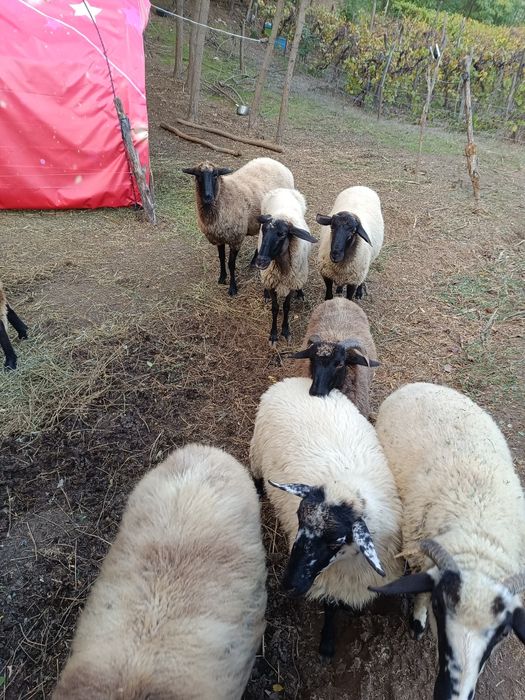 Oi carabase de vanzare