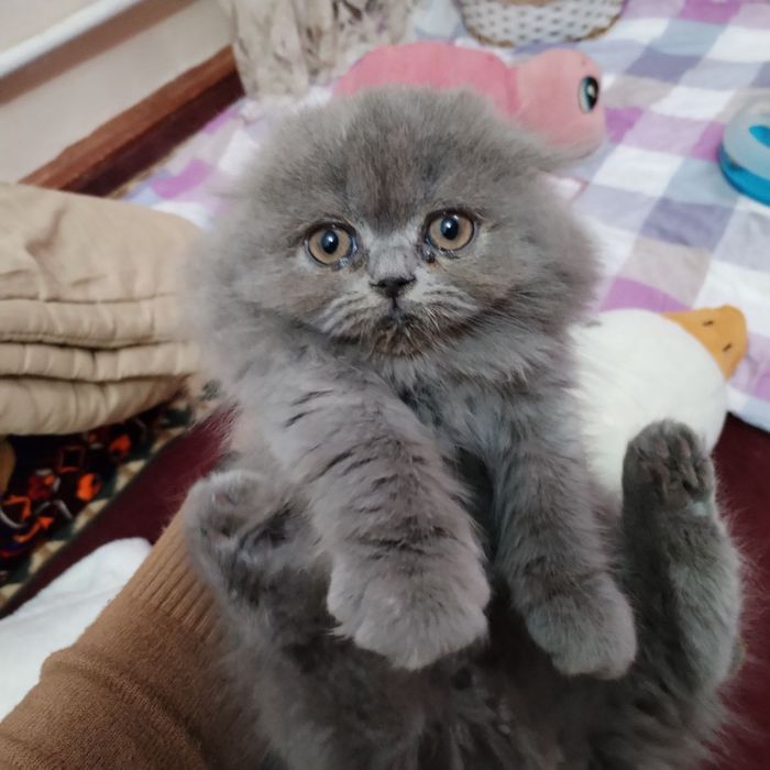 мушукчала сотиладиии