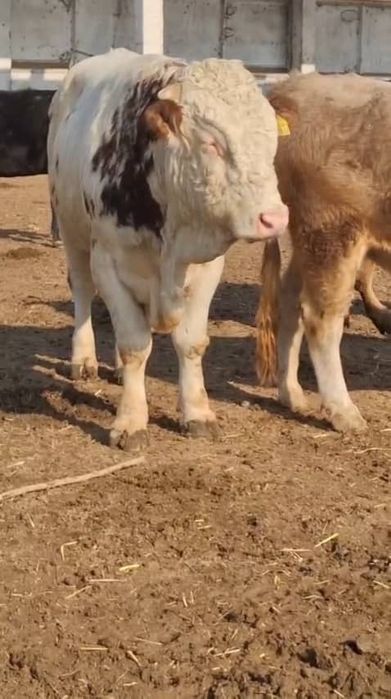 Бука сотилади, зотдор