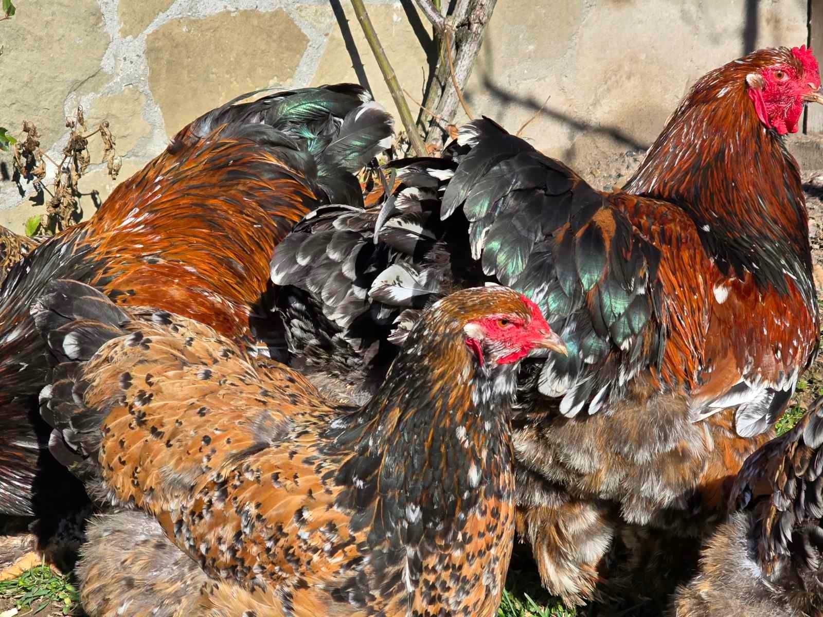 Продавам яйца от Брама: Яребична, Сьомга, Порцелан, Мотлед, Изабела