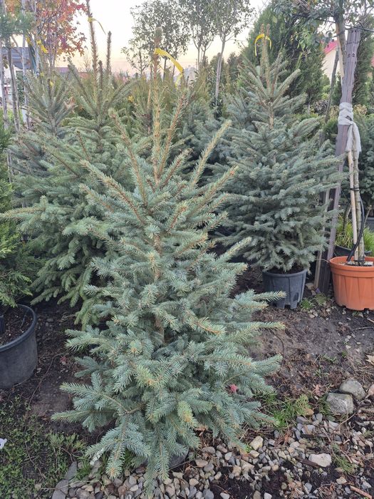 Brad/molid argintiu 150-160cm