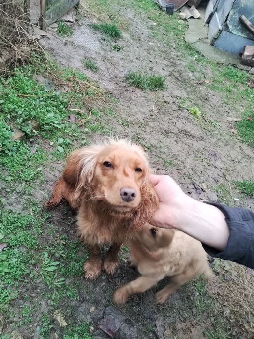 Кокер Шпаньол женски