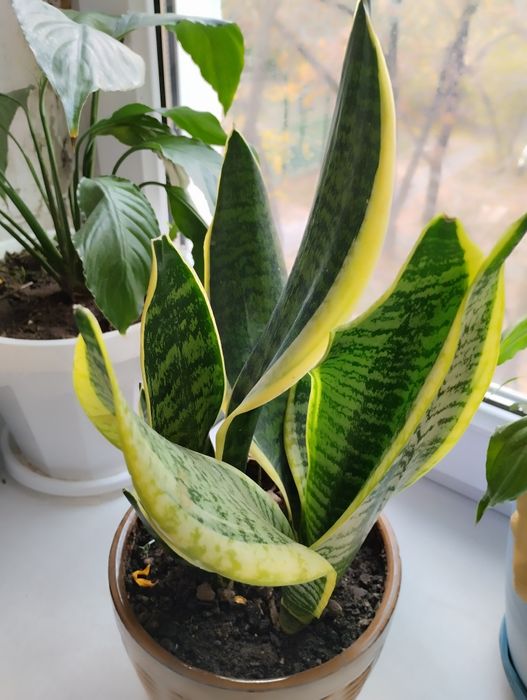 Сансевьерия сортовая  .