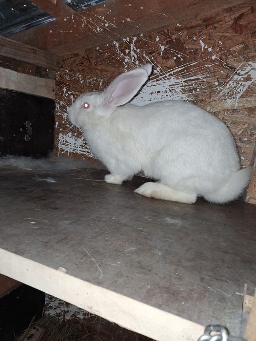 Vând iepuroaica 8 luni