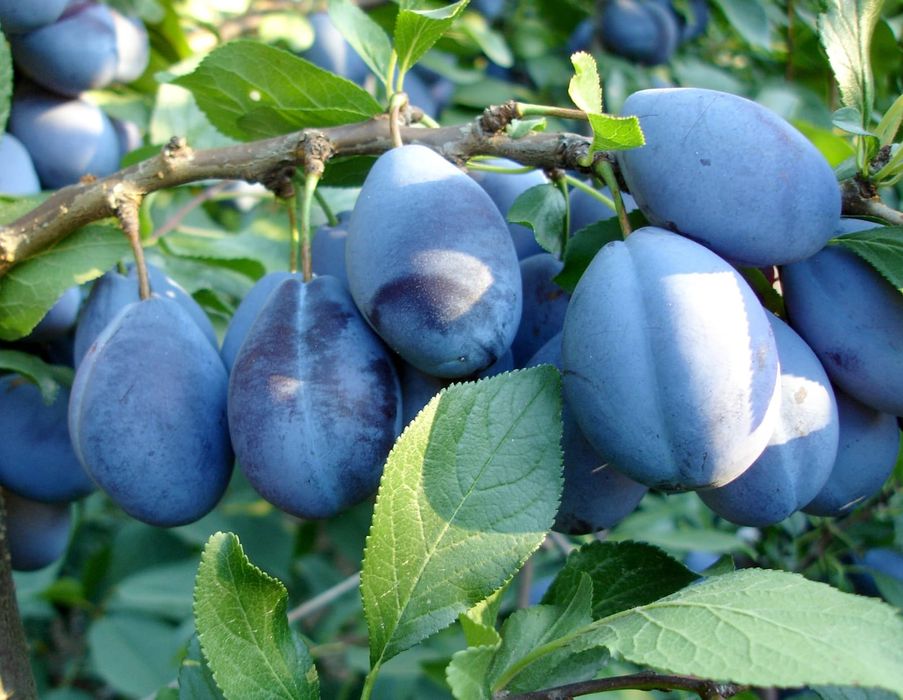 Vand magiun de prune