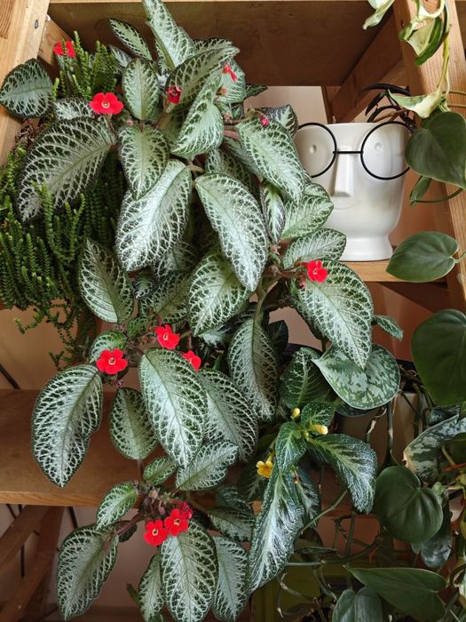 Еписции- четири вида