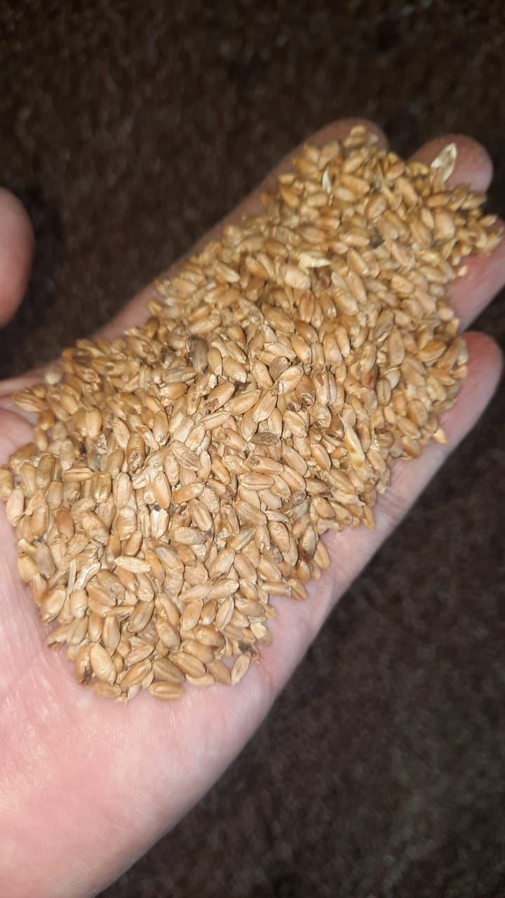 Закупаем  пшеницу подснежник