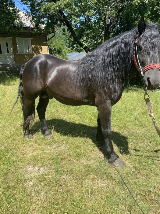 Armasar negru superb