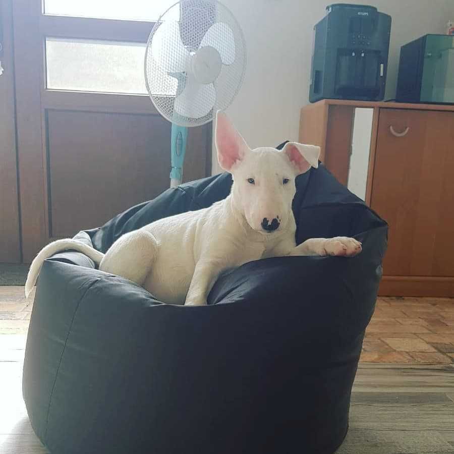 Pui rasa Bull Terrier