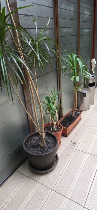 Plante naturale exotice