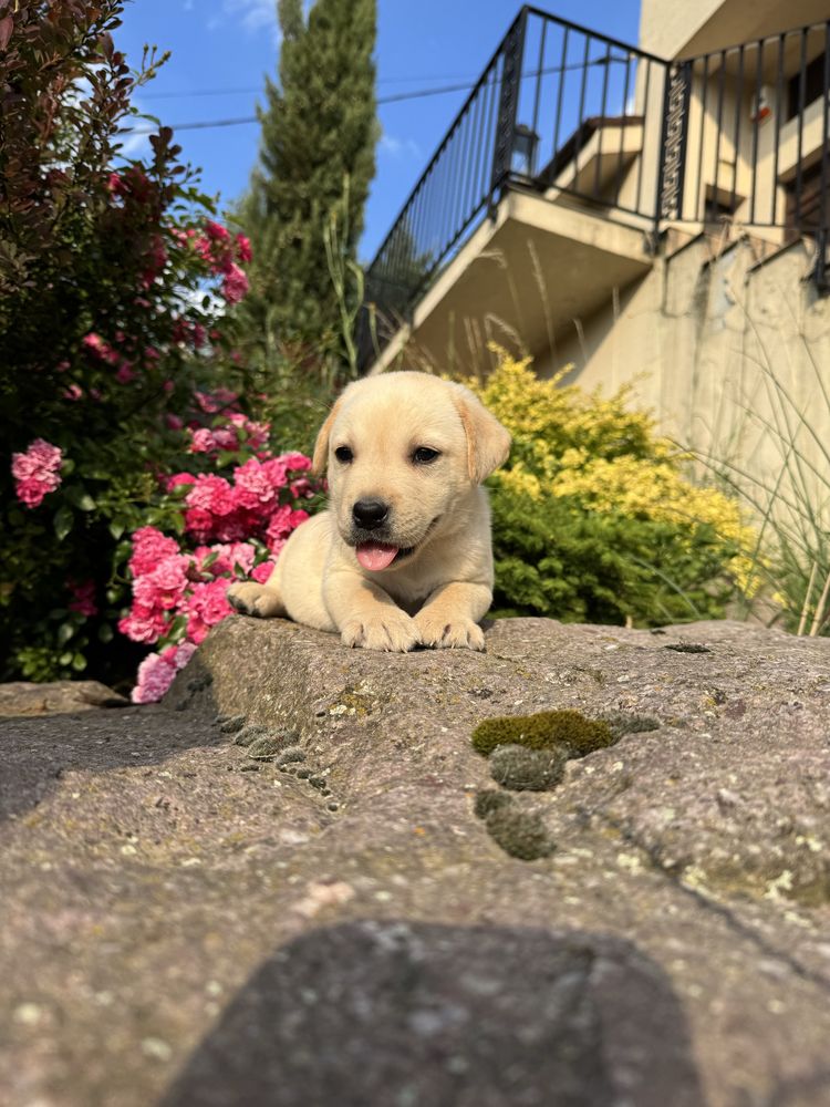 Puiut labrador cu pedigree tip A, femela