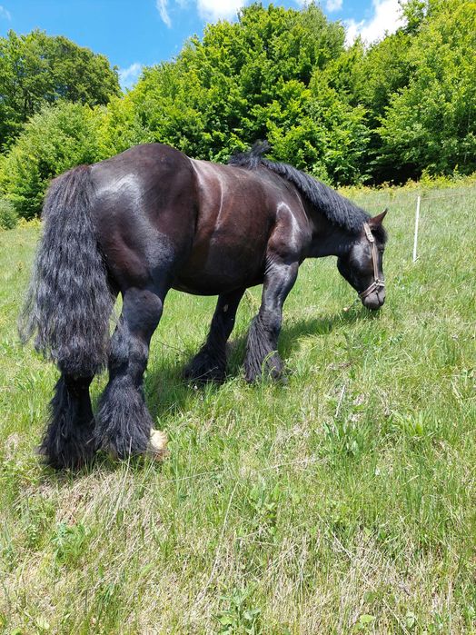 Ofer armăsar Ardenez pentru inseminare (montă)