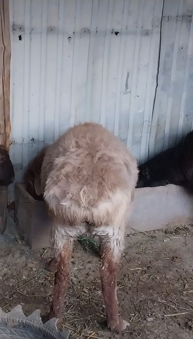 Қой, ешкілер сатылады.