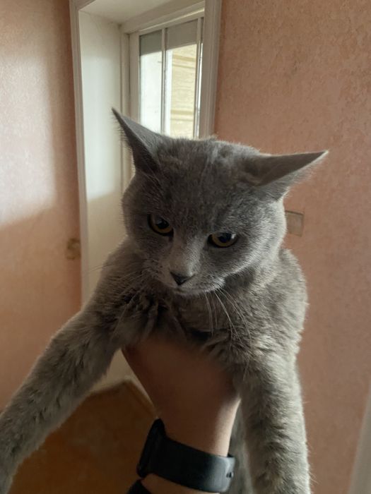 Сотилади 450мнга Тез келштириб берама