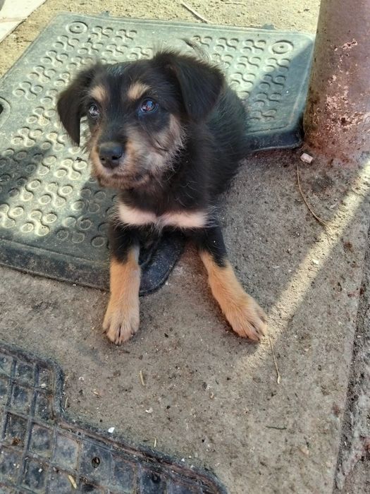 Donez cățeluși  iubitori și foarte jucăuși