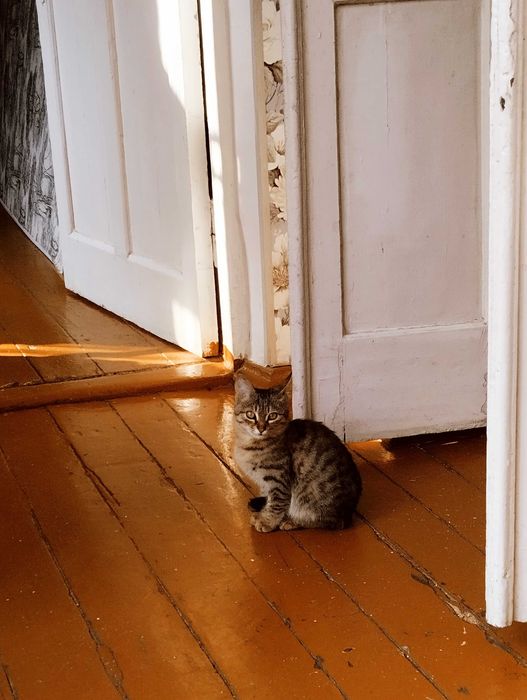 Шикарный котенок, мальчик в добрые руки , тигровый окрас