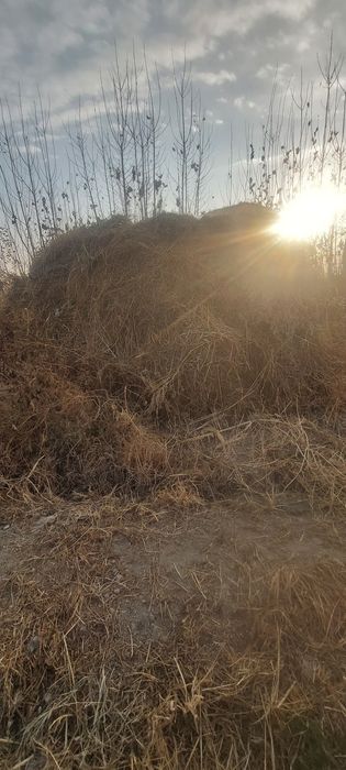 dag'al xashak biyda shamak utlar qara molga toza xashak