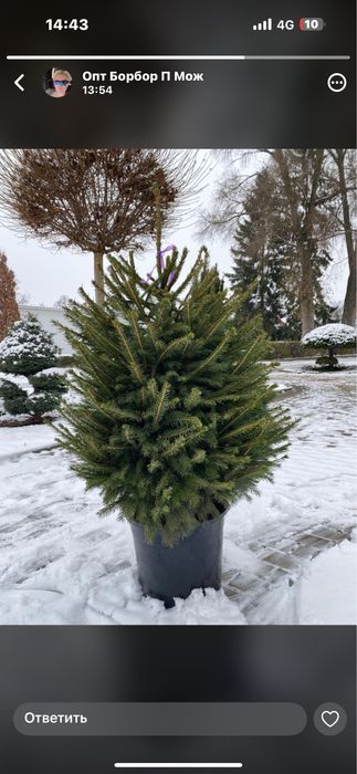 Ёлки Новогодние живые Ель живая Новогодняя Живая новогодая ёлка С земл