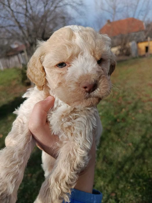 Cățeluși Lagotto Romagnolo de vânzare