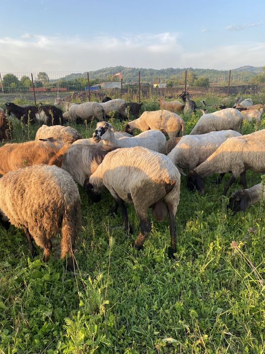 De vanzare mai multe detali la numarul de telefon