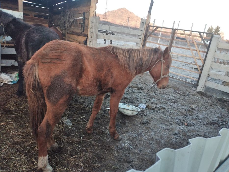 Продам или поменяю на крс или баран жеребчика