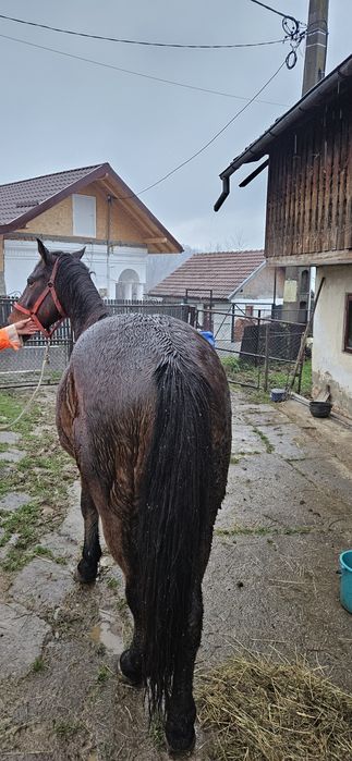 Cal de vânzare 2 ani jumate