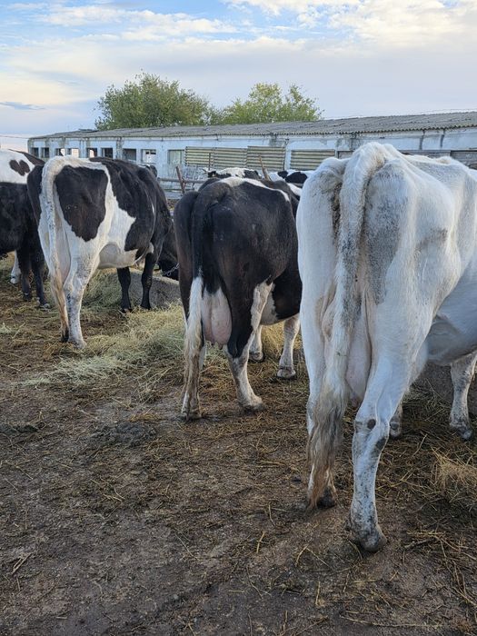 Vaci cu lapte si vitele