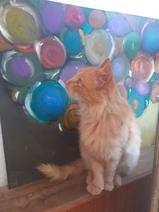 Рижава женска котка