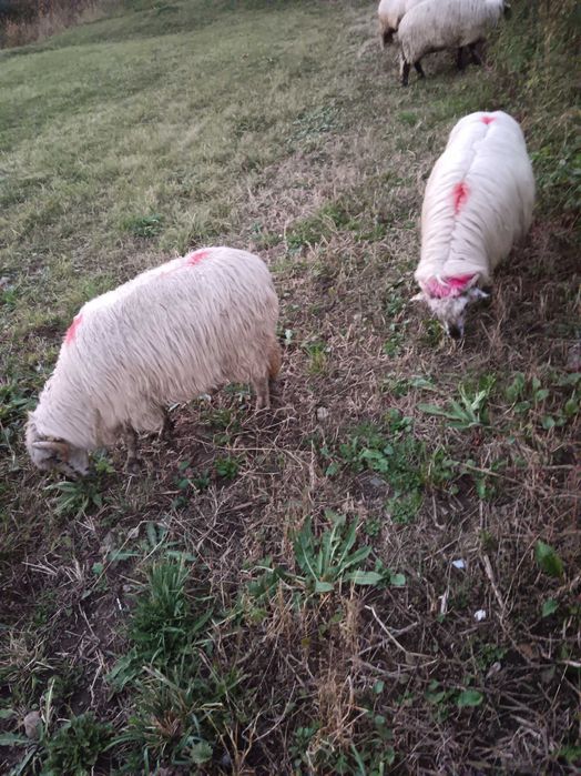 Vând 10 oi reformă