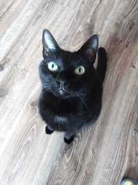 Черна красавица, котка на 7 години
