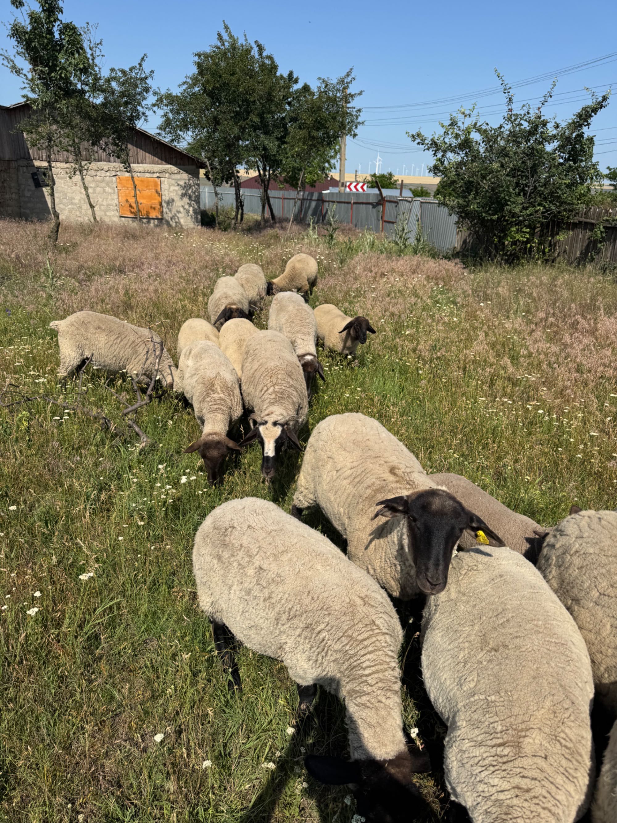 Oi rasa Suffolk de vânzare