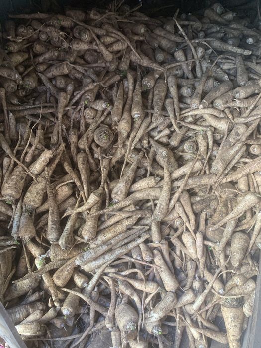 Vand patrunjel lung si frumos