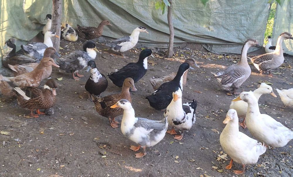 Rate si gaste de vanzare