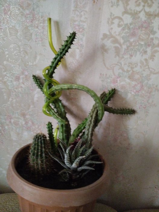 Кактус .Два (3) в одном горшке .