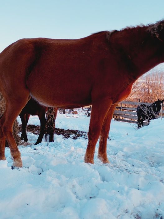 Продам кобыла 2,5 лет