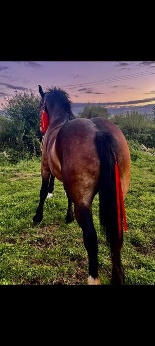 Vând sau schimb o mânza de 3 ani