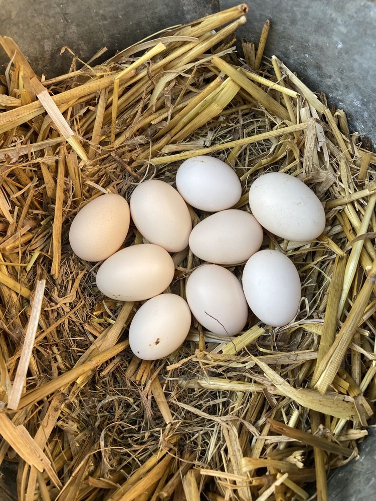 Ouă și păsări Chabo Bobat de vânzare !