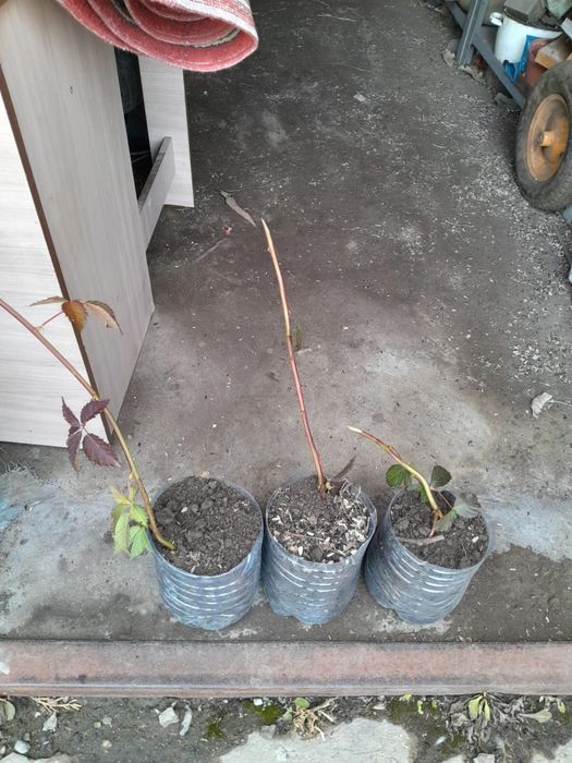 Продам саженец ежевики