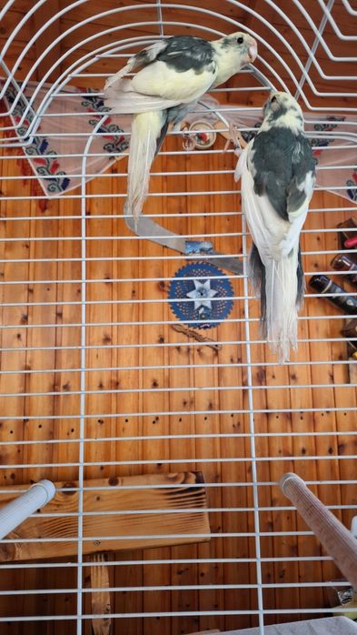 Pereche Papagali Kakariki 2025