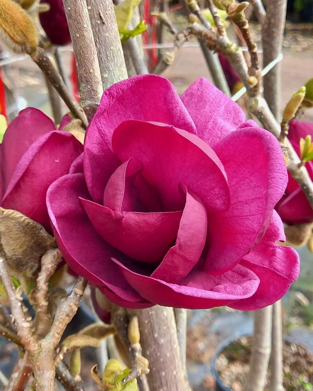 Magnolie Black Tulip la ghiveci