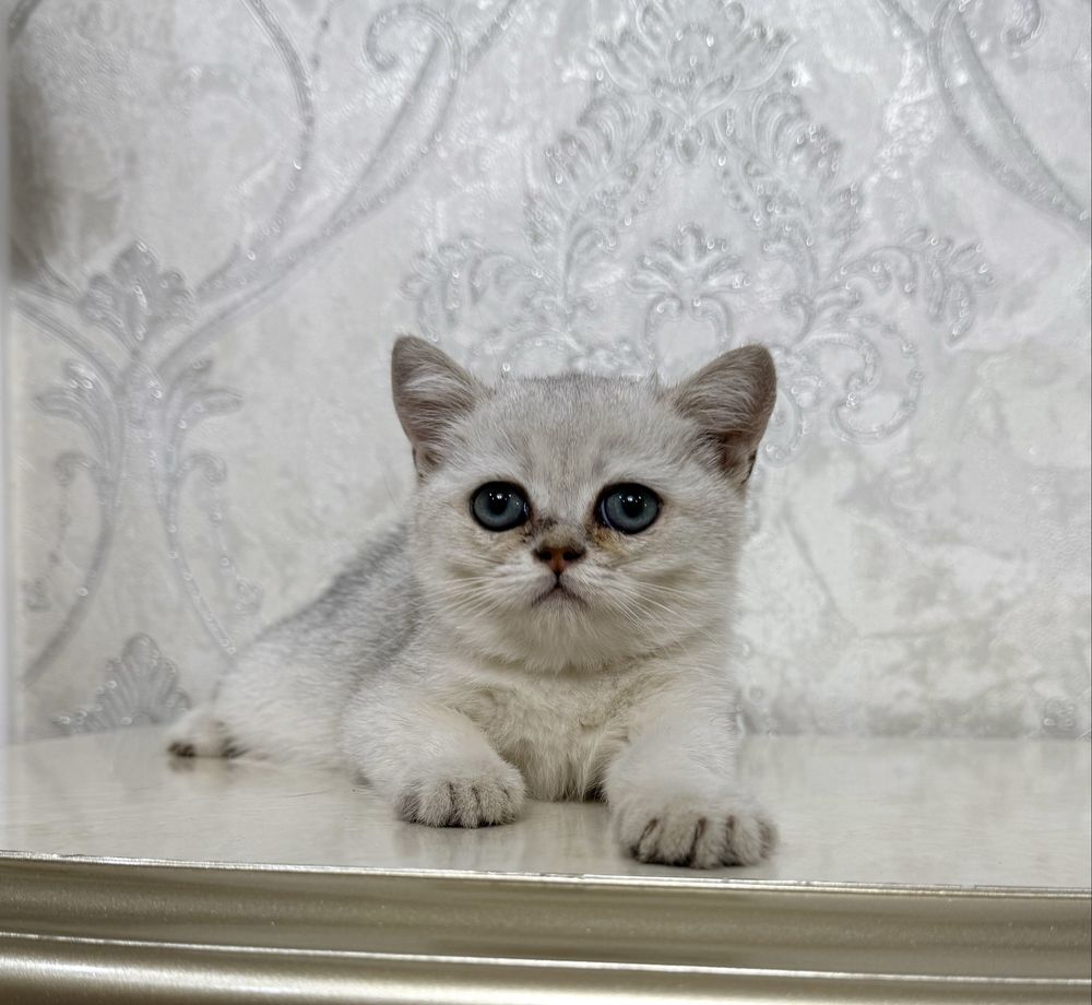 Британская серебристая шиншилла