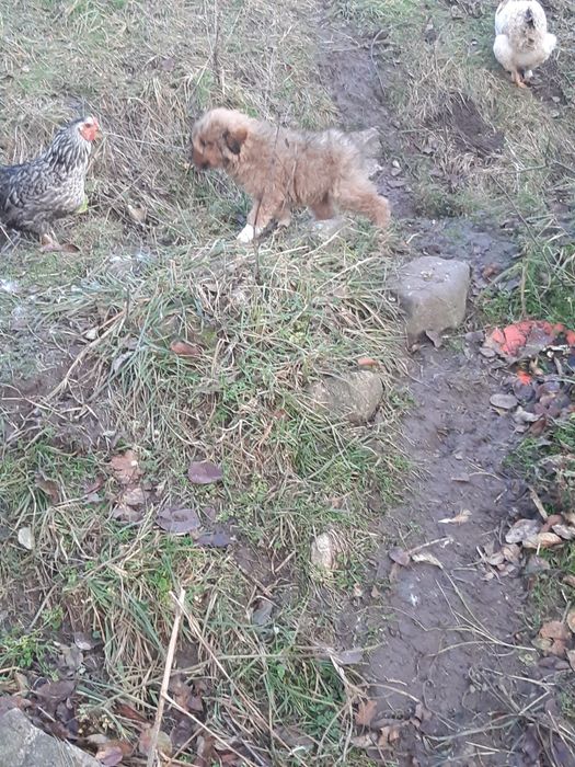 Schimb câine pe un iepure