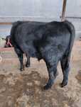 Toza Aberdeen Angus buqa sotiladi